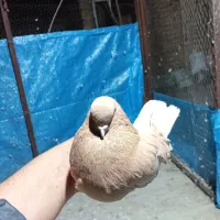 یه نر زرد دم سرولی