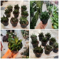 ساکولنت هاورتیا کاکتوس شیشه بامبو سانسوریا جرم گیر