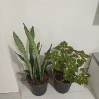 گل سانسوریاحسن یوسف موسی درگهواره