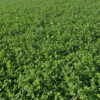 فروش زمین ۱۵ هکتار در بلهرات میانجلگه روستای ذمه|فروش زمین و ملک کلنگی|نیشابور, خیام|دیوار