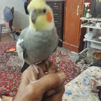 گم شدن عروس هلندی