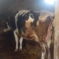 گاو شیری ۲۰ کیلو شیر میده