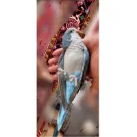 فروش  طوطی راهب نر کاملا اهلی و دستی و سخنگو|پرنده|اهر, |دیوار