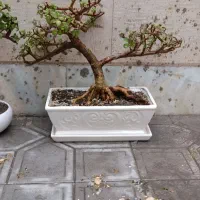 گل و گیاه بونسای درختچه