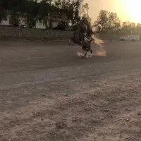 سواری کردن اسب