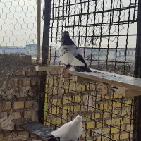 پرنده|پرنده|خرمشهر, |دیوار