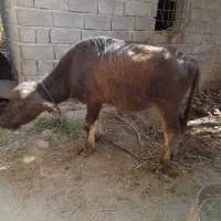 گاومیش نر