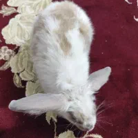 خرگوش|موش و خرگوش|سنندج, |دیوار