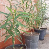 درخت تی وی تیا خورموج