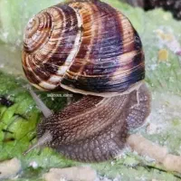 حلزون اسکارگو . البینو .