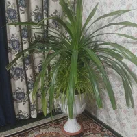 گل پاندانوس