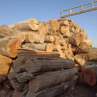 خریدار چوب هرس درخت|خدمات باغبانی و درختکاری|تهران, استاد معین|دیوار