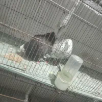 کبوتر پرشی|پرنده|علی‌آباد کتول, |دیوار