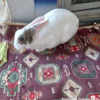 خرگوش. سفید سالم وتمیز