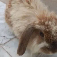 خرگوش|موش و خرگوش|مشهد, ایثار|دیوار