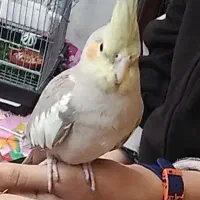 عروس هلندی نر و ماده