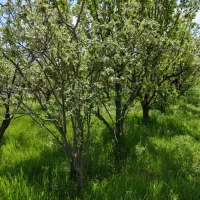 باغچه ۷۰۰متر