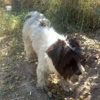 سگ پاکوتاه|سگ|قشلاق دشت, |دیوار