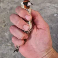 فروش دوعدد جوجه سهره نر صد درصد تازه صاف