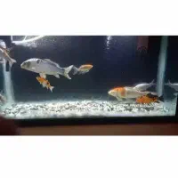 آکواریوم بزرگ معاوضه با عروس هلندی