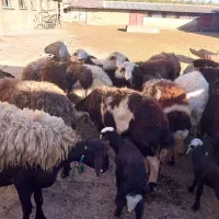 ۲۰راس میش وبره پلنگی