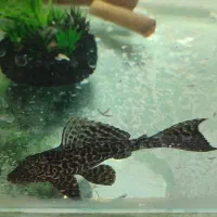 لجن خوار اسپرت سرحال