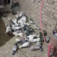 کبوتر پرشی|پرنده|رباطکریم, رباطکریم|دیوار