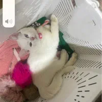 اقای بلفی  میفروشم