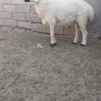 غوچ