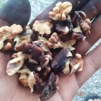 مغز گردو فروشی
