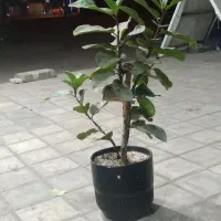 گل برای فروش