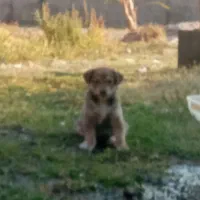 سگ ننه بابا دار خوب|سگ|تهران, سوهانک|دیوار