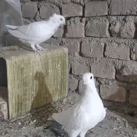 کفتر پشت آبی و دم سیاه