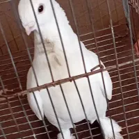 دوتا کبوتر|حیوانات|خمینی‌شهر, |دیوار