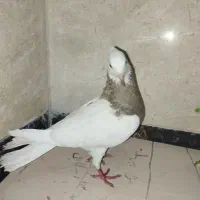 کفتر