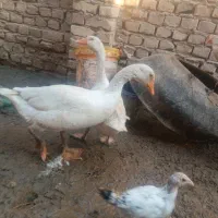 بط محلی چاق خوب