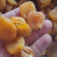 قیصی برگ زردآلو خوشمزه