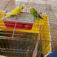 مرغ عشق جفت