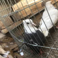 یک جفت طوقی و یدونه خرقه معاوضه با نقش|پرنده|شاهینشهر, پاسداران|دیوار