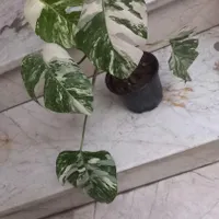 شفلرا پیچ تری کالر ابلق خاص