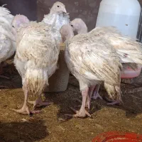 بوقلمون یک ماهه