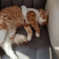 گربه|گربه|کرج, شهرک آسمان|دیوار