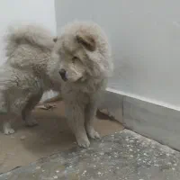 چاو چاو|سگ|جیرفت, |دیوار