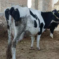 گاو با گوساله ماده درجه یک کاه خور|حیوانات مزرعه|الیگودرز, |دیوار