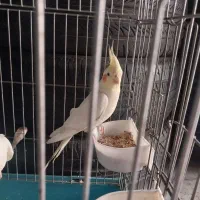 عروس هلندی نر