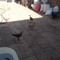 جوجه شورواهی.۷عدد.دونه ۶۰۰ ا