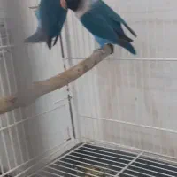 طوطی کوتوله مواد تضمینی|پرنده|ماهان, |دیوار