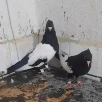 نرو ماده سینه سیاه چشم نک سفید