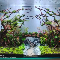 پلنت زیبای حرفه ای طرح جنگل