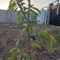 زمین ویلایی ۵۰۰متری|فروش زمین و ملک کلنگی|بستان آباد, |دیوار